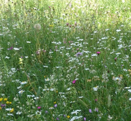 Schutz der Insekten und zur Förderung der Biodiversität – Blühflächen für die Artenvielfalt!